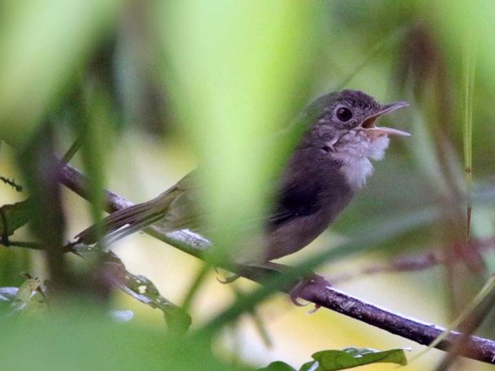 Sumatran Babbler