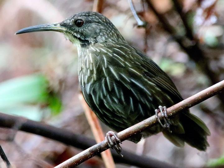 Sumatran Wren-Babbler