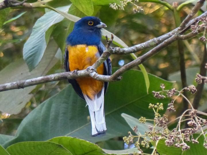 Surucua Trogon