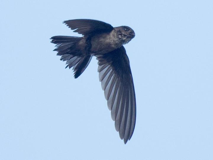 Mossy-nest Swiftlet