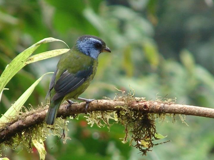 Moss-backed Tanager