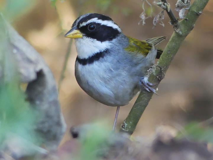 Moss-backed Sparrow