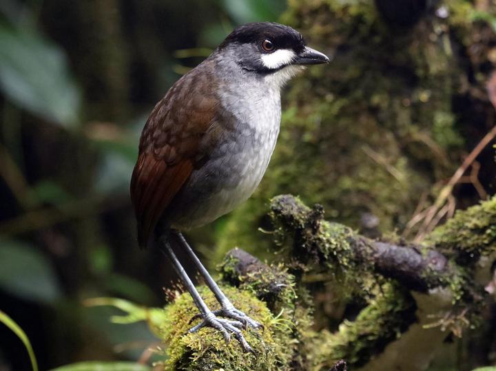 Jocotoco Antpitta