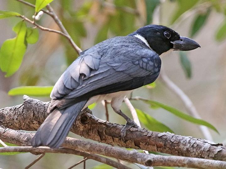 Van Dam's Vanga