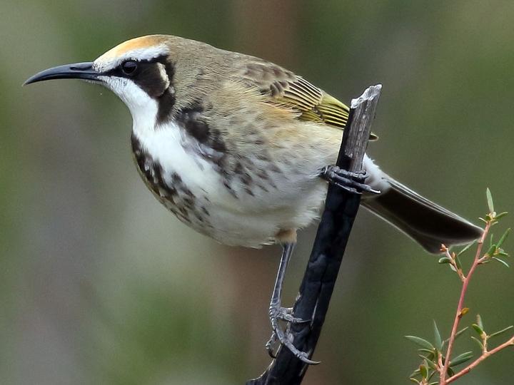 Tawny-crowned Honeyeater