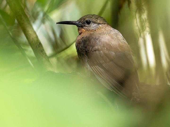 Tawny-throated Leaftosser