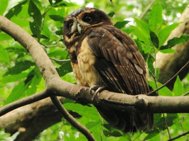 Tawny-browed Owl
