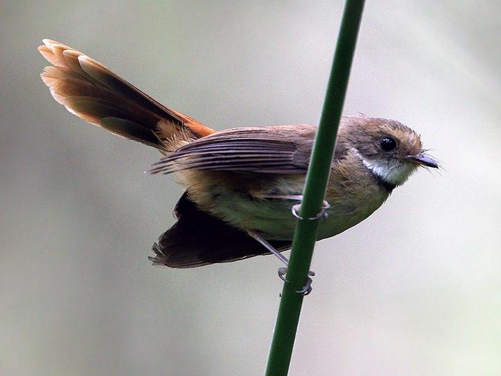 Tawny-backed Fantail