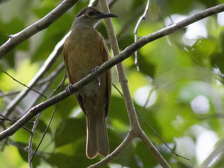 Tawny-breasted Honeyeater