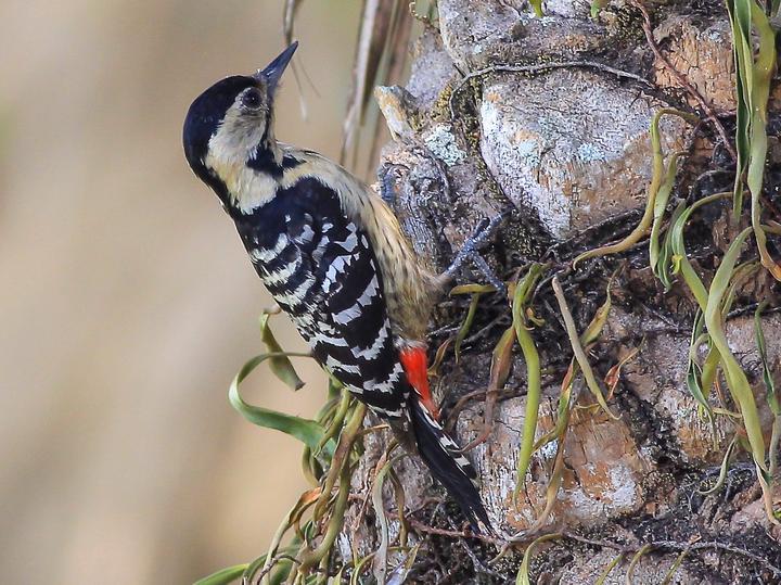 Fulvous-breasted Woodpecker