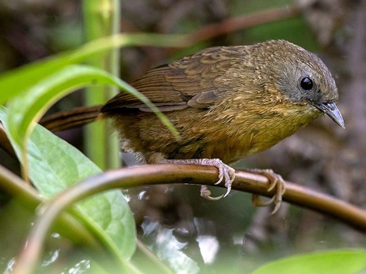 Tawny-breasted Wren-Babbler