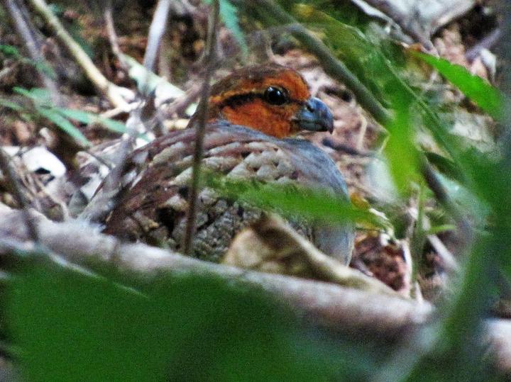 Tawny-faced Quail