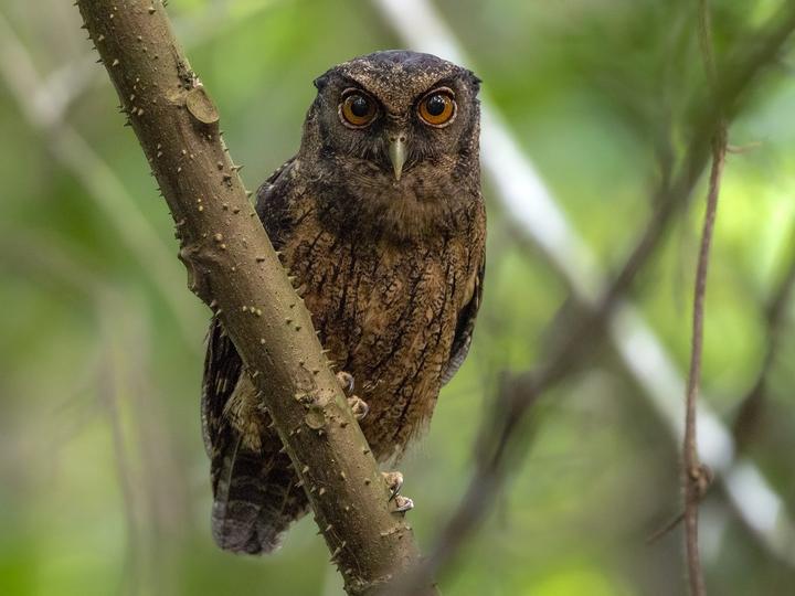 Tawny-bellied Screech Owl