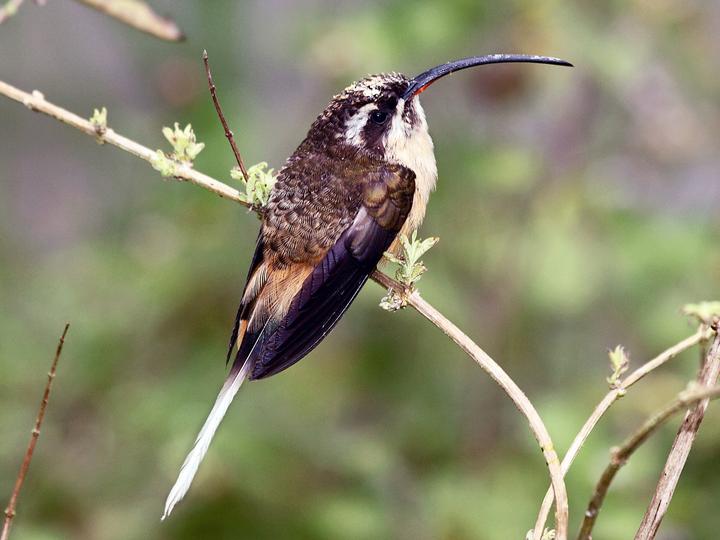 Tawny-bellied Hermit