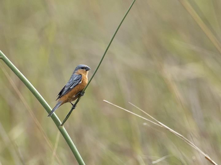 Tawny-bellied Seedeater