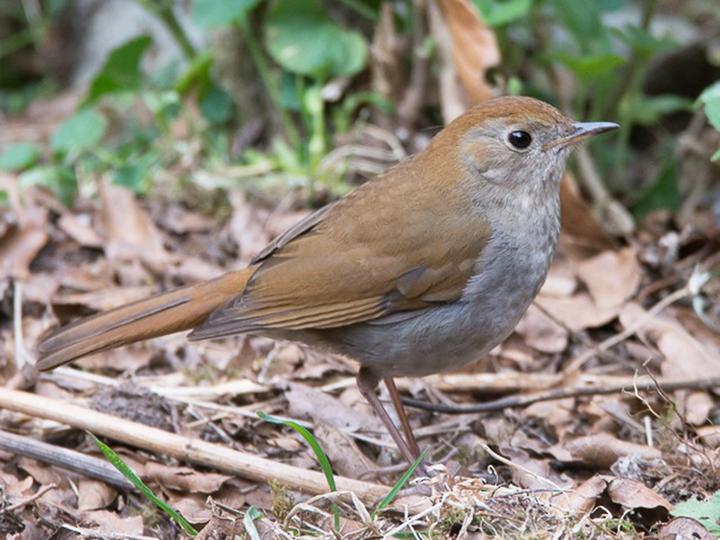 Russet Nightingale-Thrush
