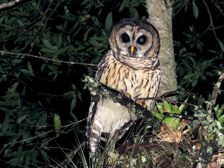Fulvous Owl
