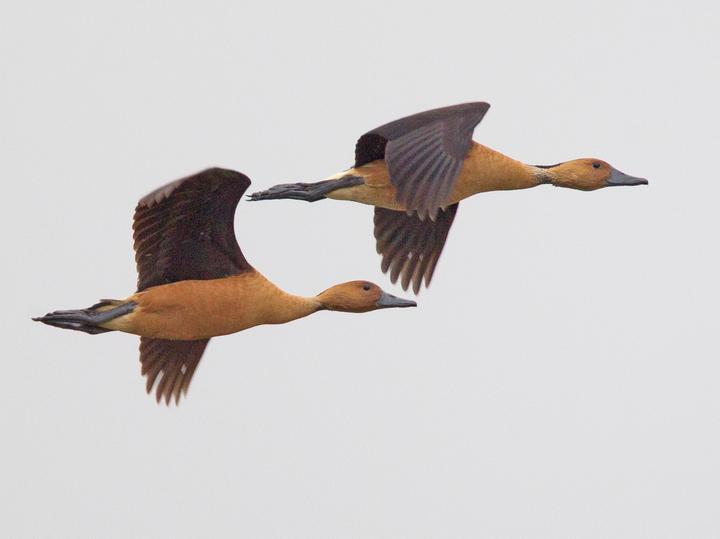 Fulvous Whistling Duck