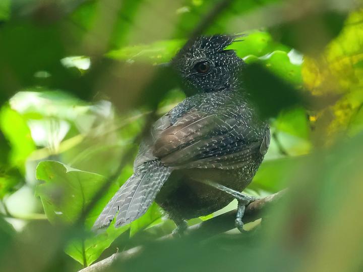 Fulvous Antshrike