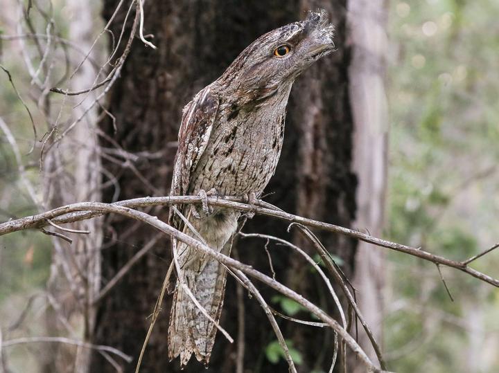 Tawny Frogmouth