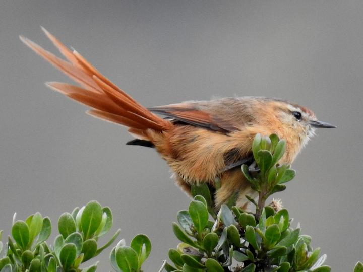 Tawny Tit-Spinetail