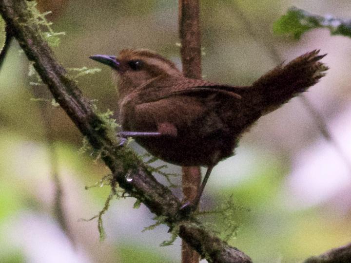 Fulvous Wren