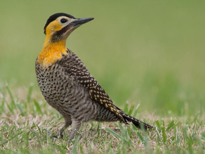 Campo Flicker