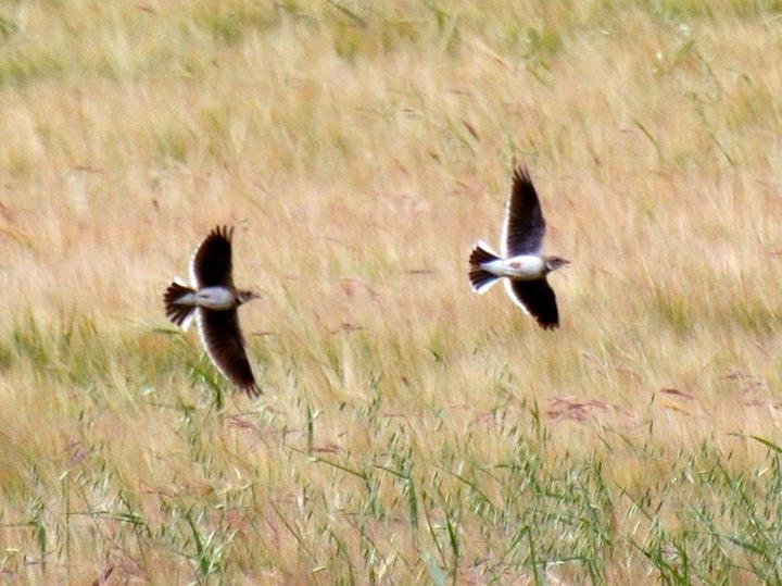 Calandra Lark