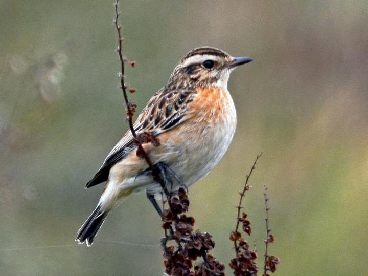 Whinchat