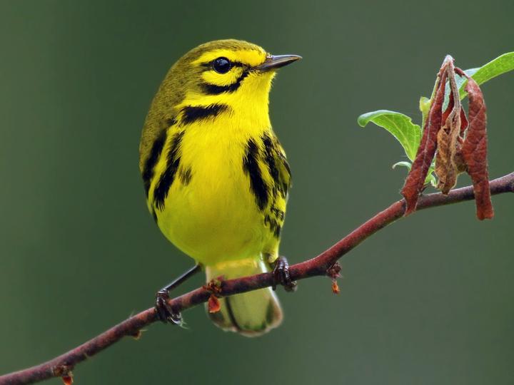 Prairie Warbler