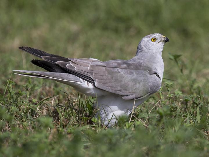 Pallid Harrier
