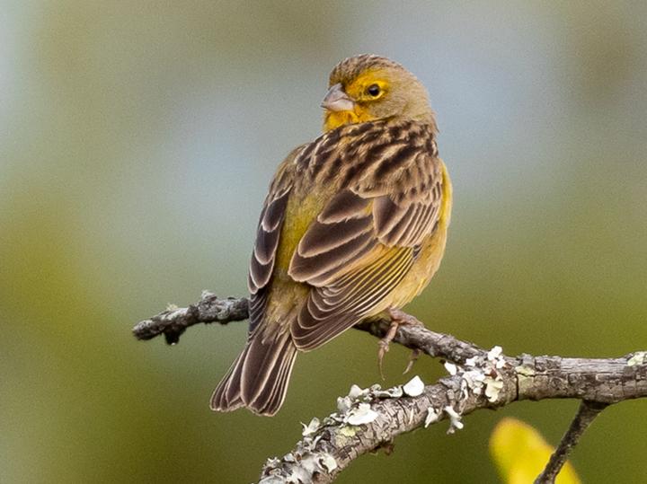 Grassland Yellow Finch