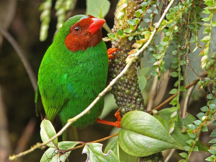 Grass-green Tanager