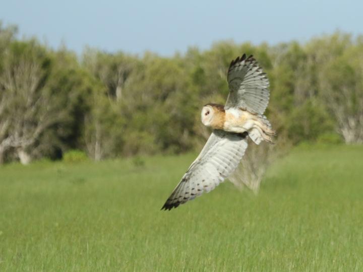 Eastern Grass Owl