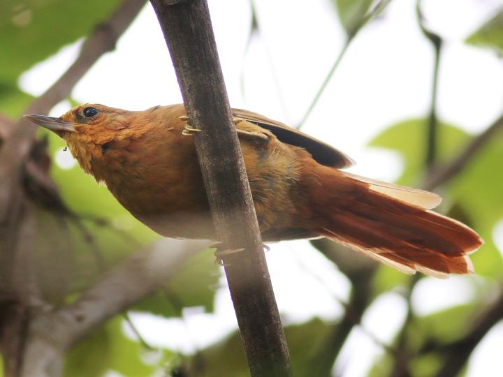 Planalto Foliage-gleaner