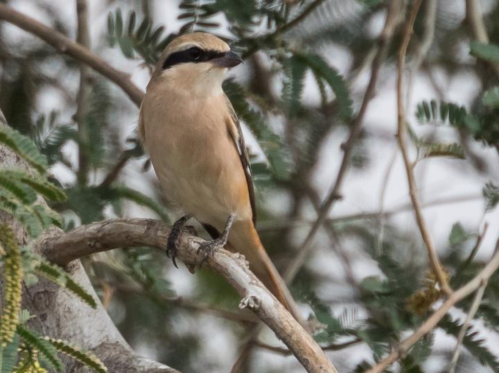 Isabelline Shrike