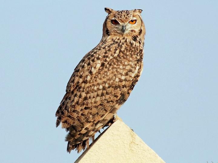 Pharaoh Eagle-Owl