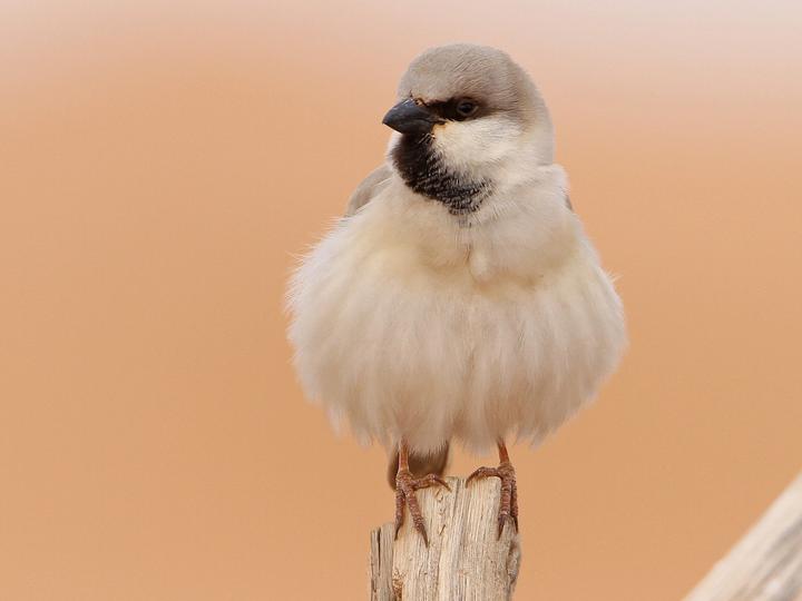 Desert Sparrow