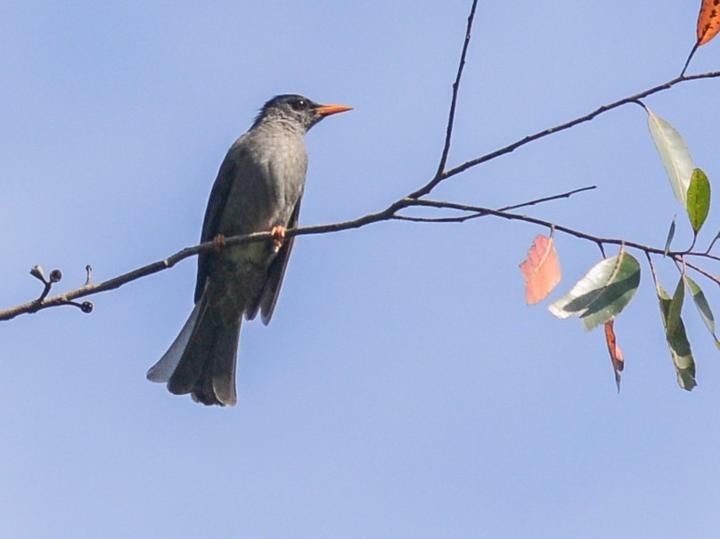 莫岛短脚鹎