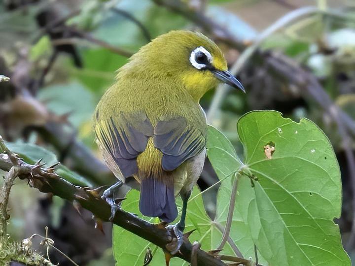 Moheli White-eye