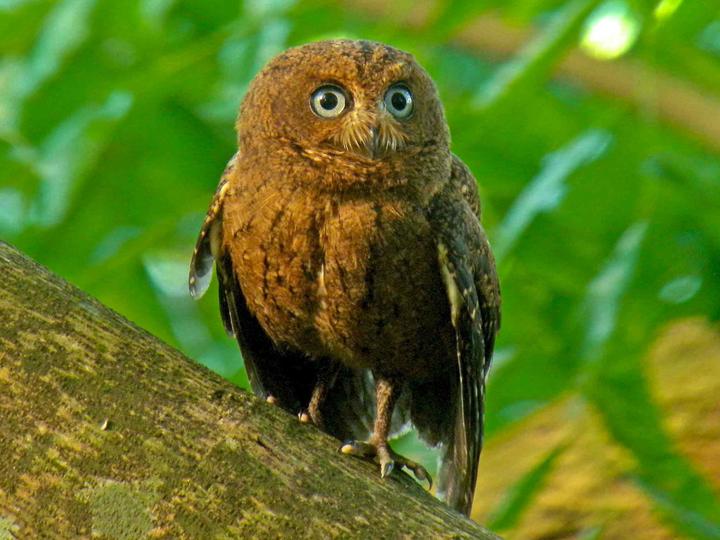 Moheli Scops Owl