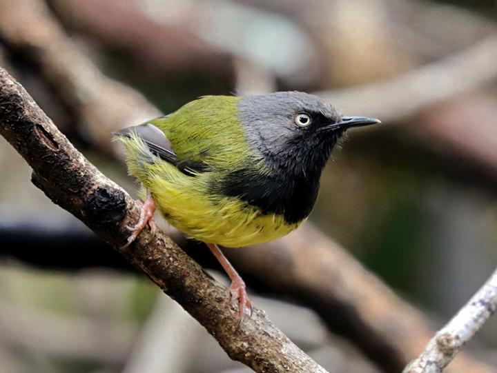 Namuli Apalis