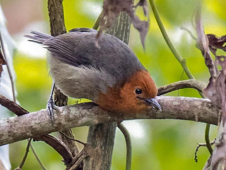 Winifred's Warbler