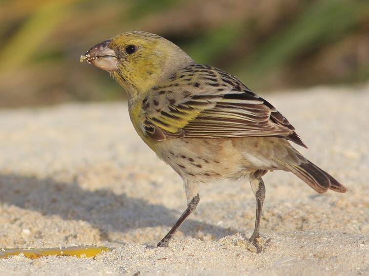 Laysan Finch
