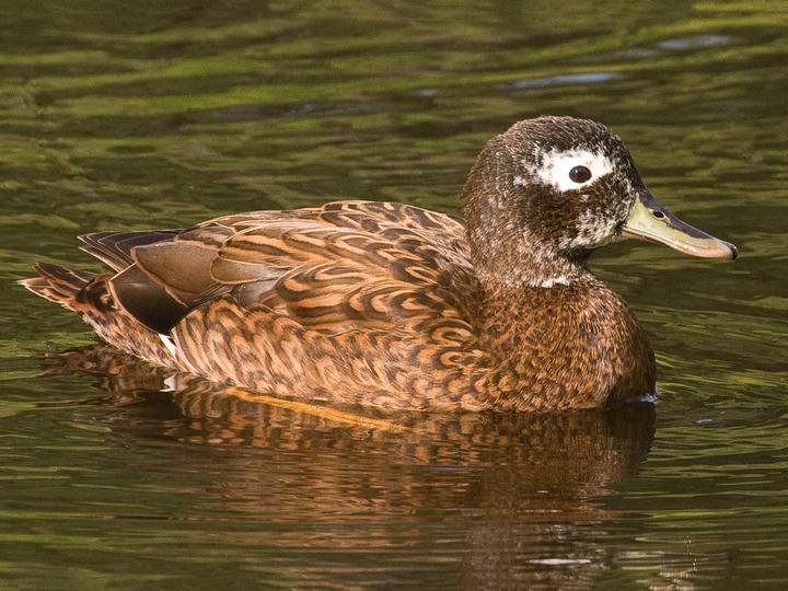 Laysan Duck