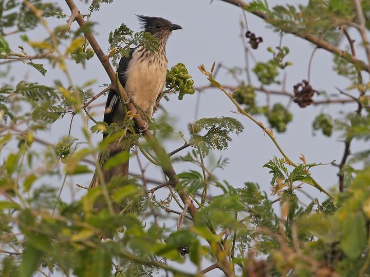 Levaillant's Cuckoo