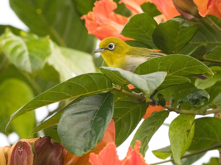 Fiji White-eye