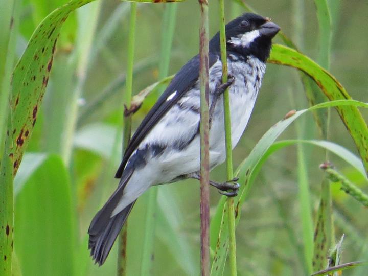 Lesson's Seedeater