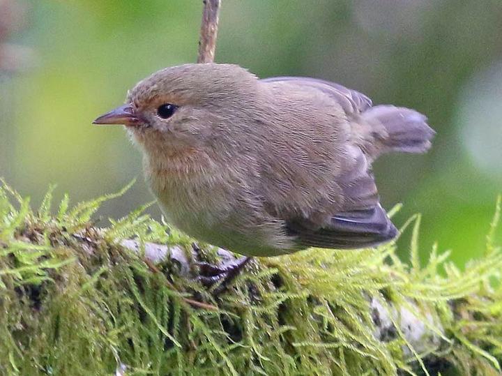 Green Warbler-Finch