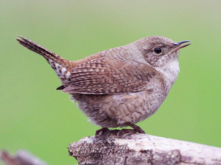 Northern House Wren